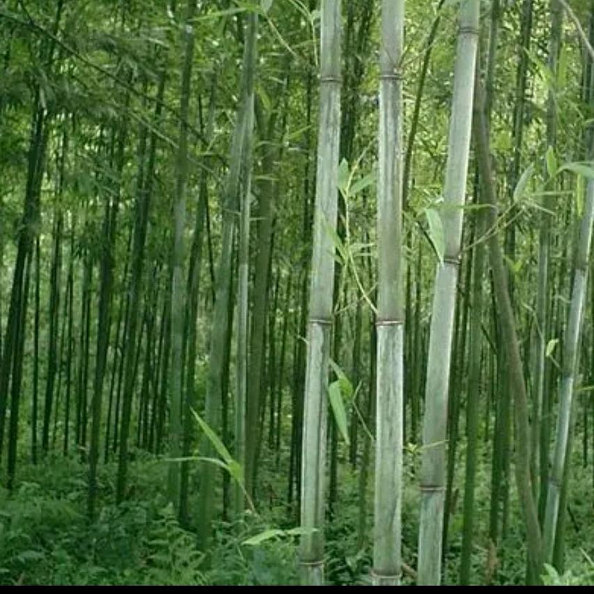 风轻弦歌