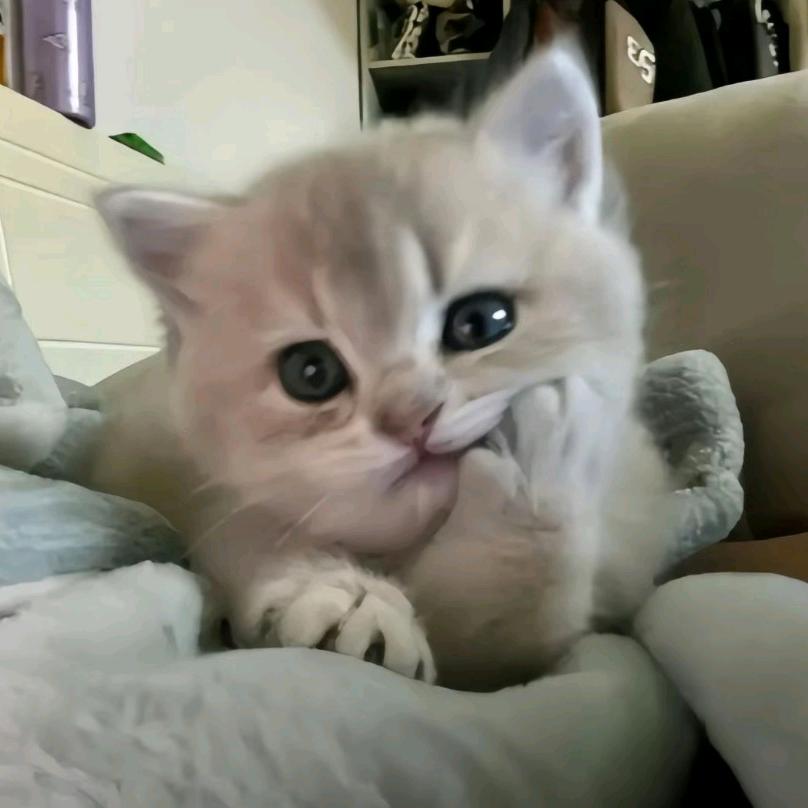 诺诺