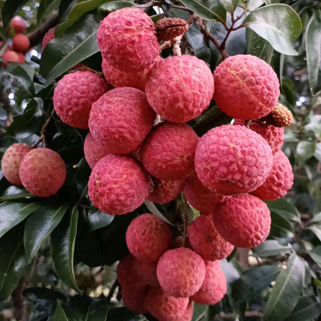 蜗牛仔 供应 荔枝木 龙眼木