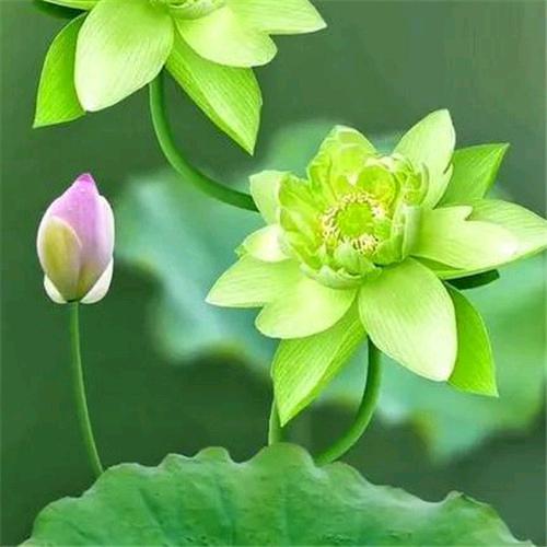 情缘梦