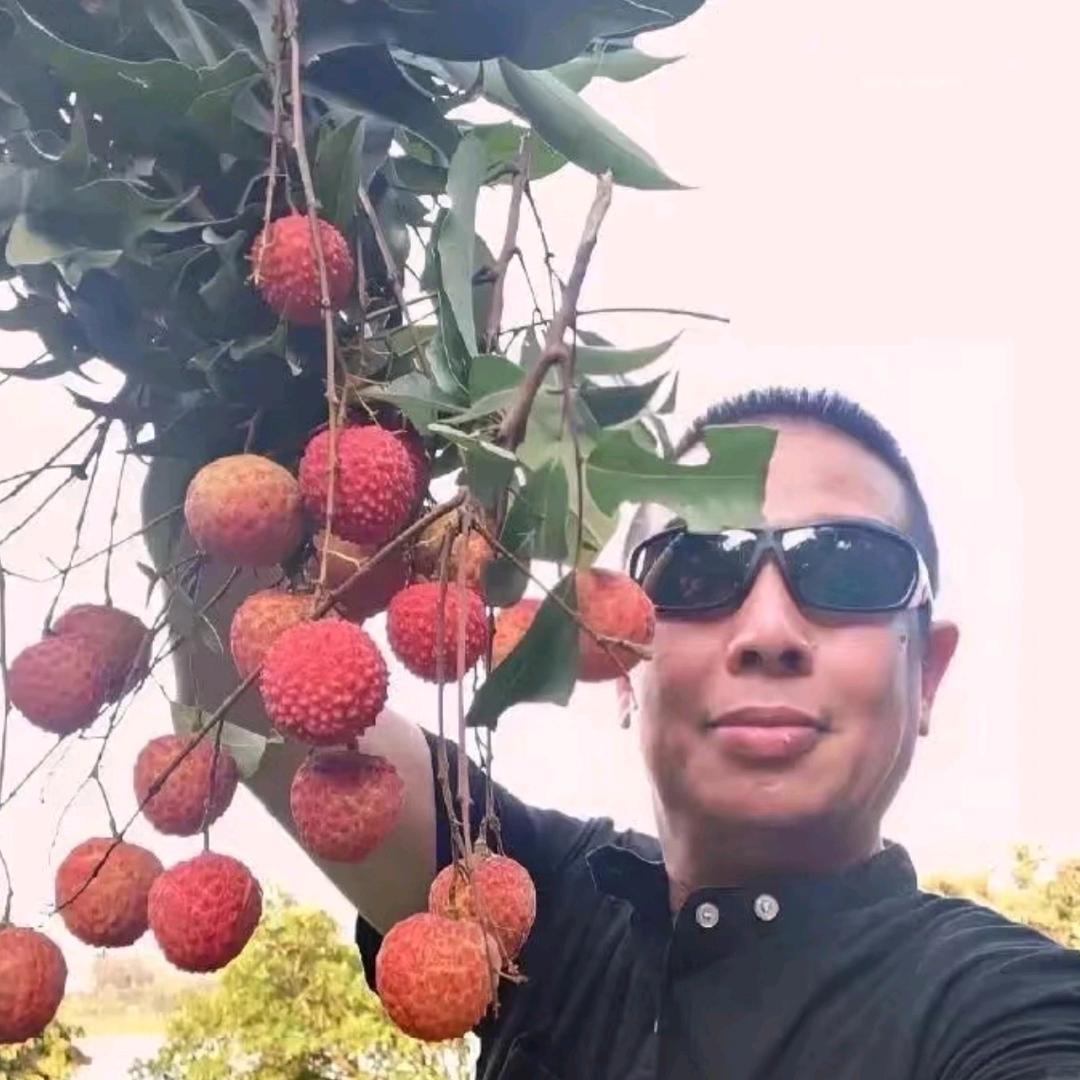 AAA荔枝批发陆总