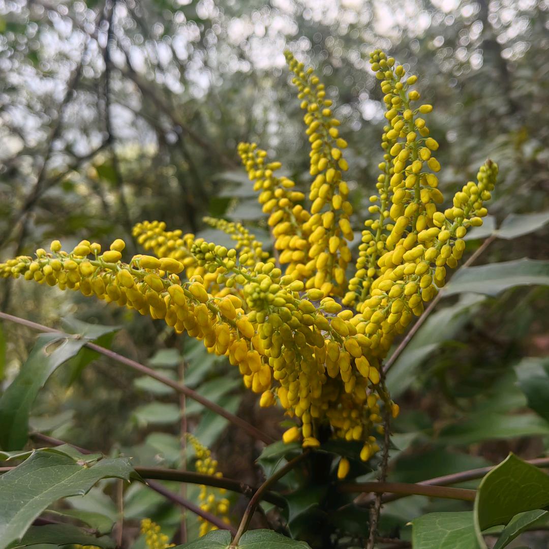 小杨识百草
