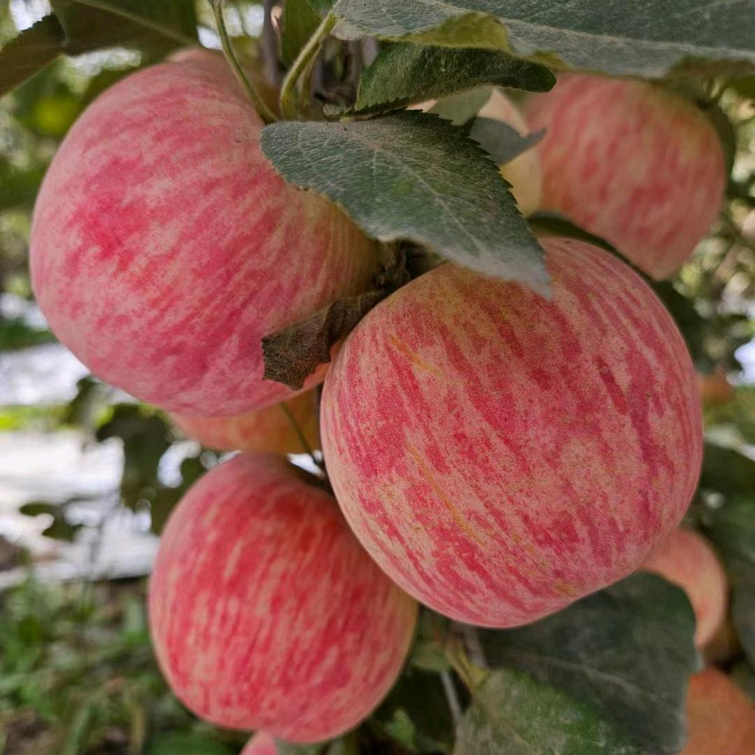 long一帮主🍎蔬菜苹果🍎批发