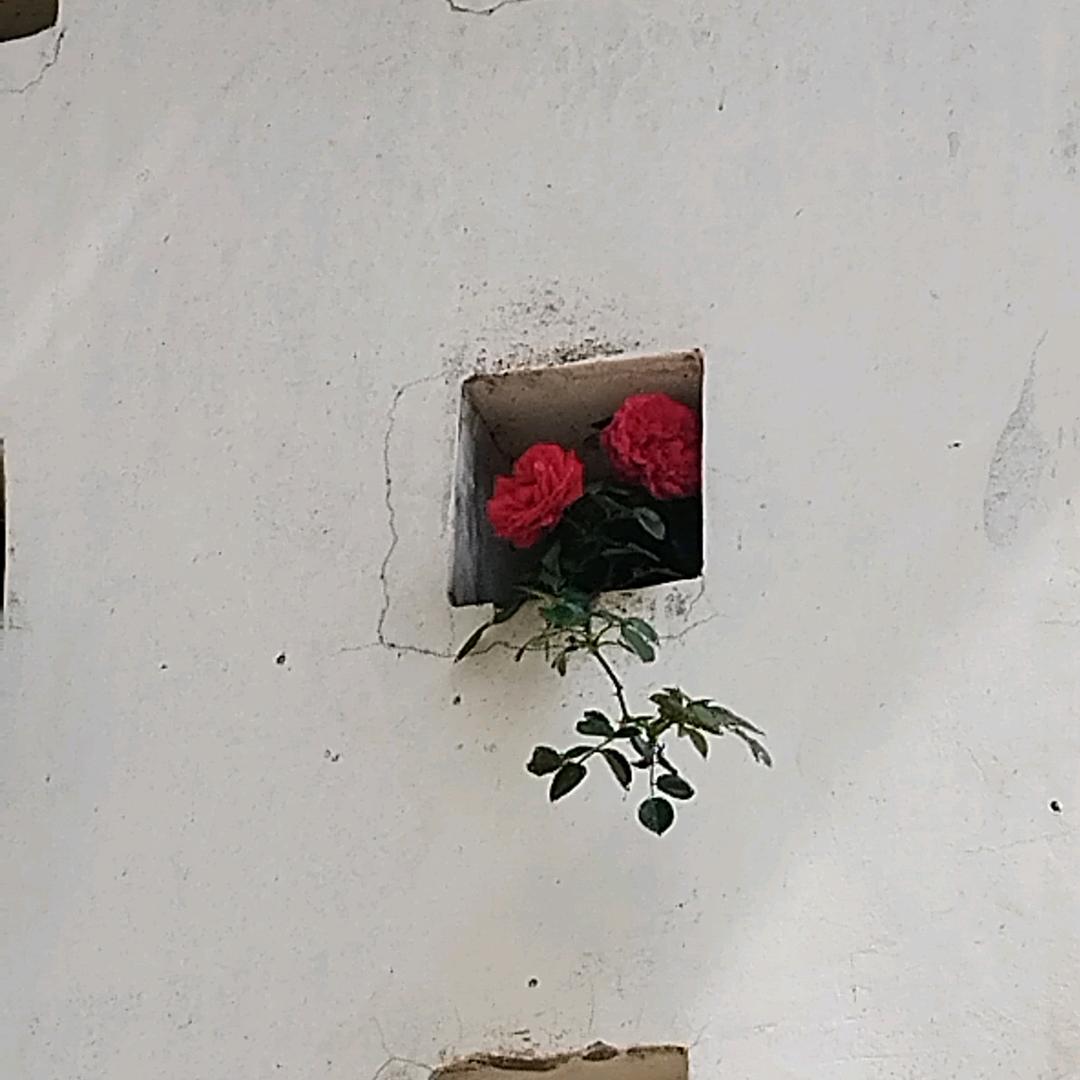 YyN.
