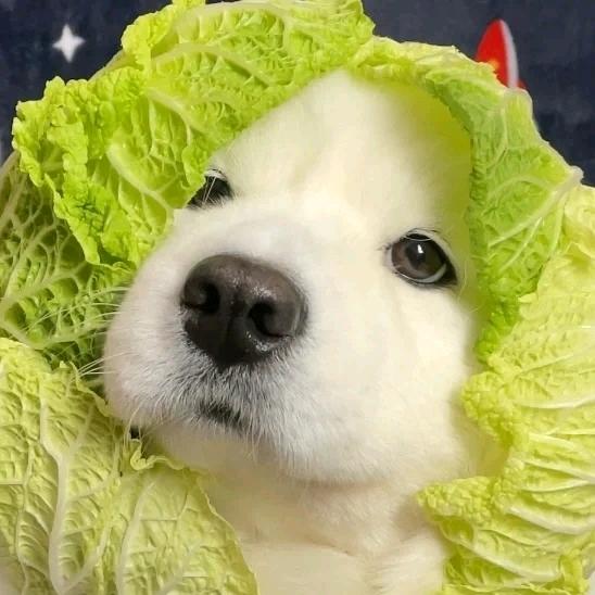 苏顾