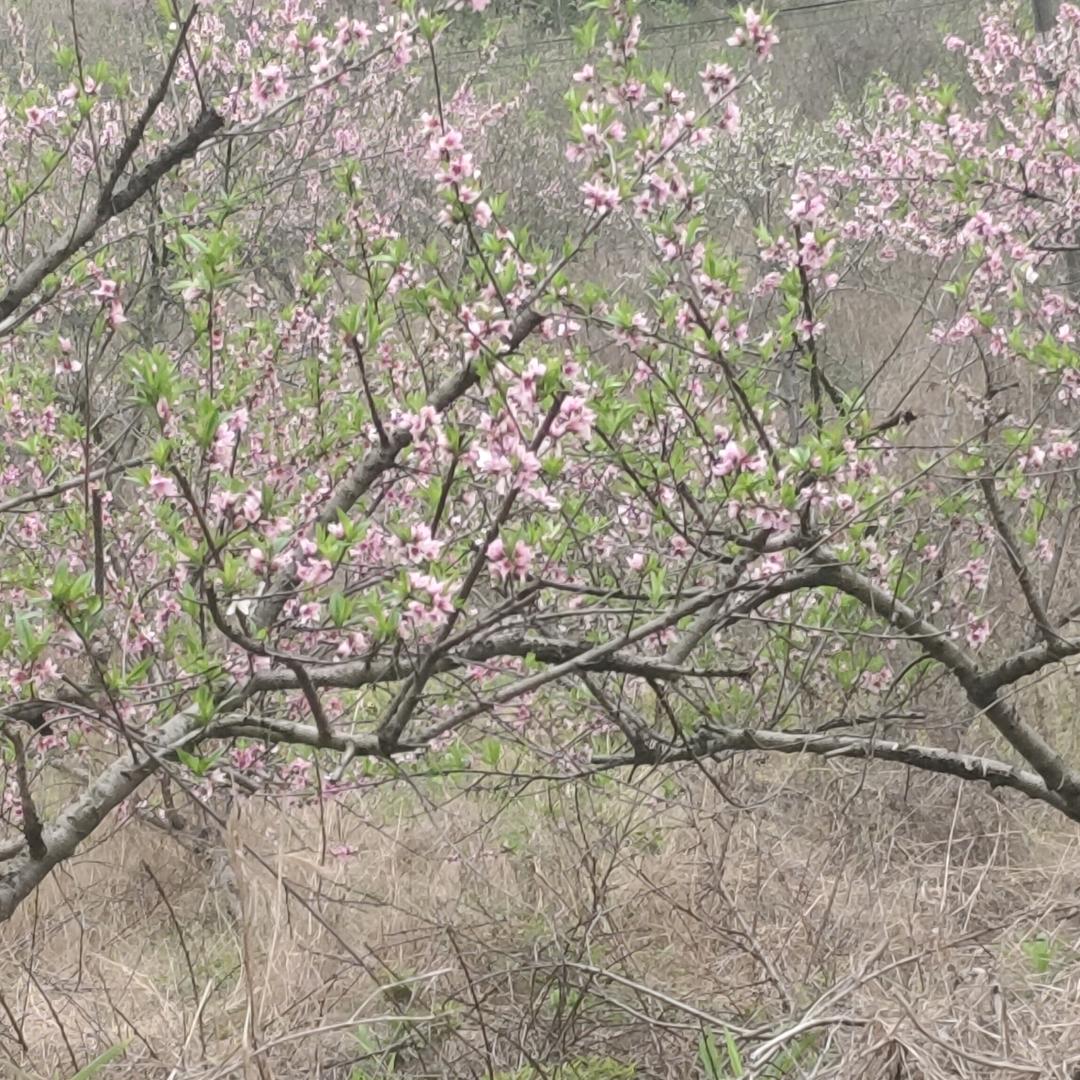 汐颜兮梦&
