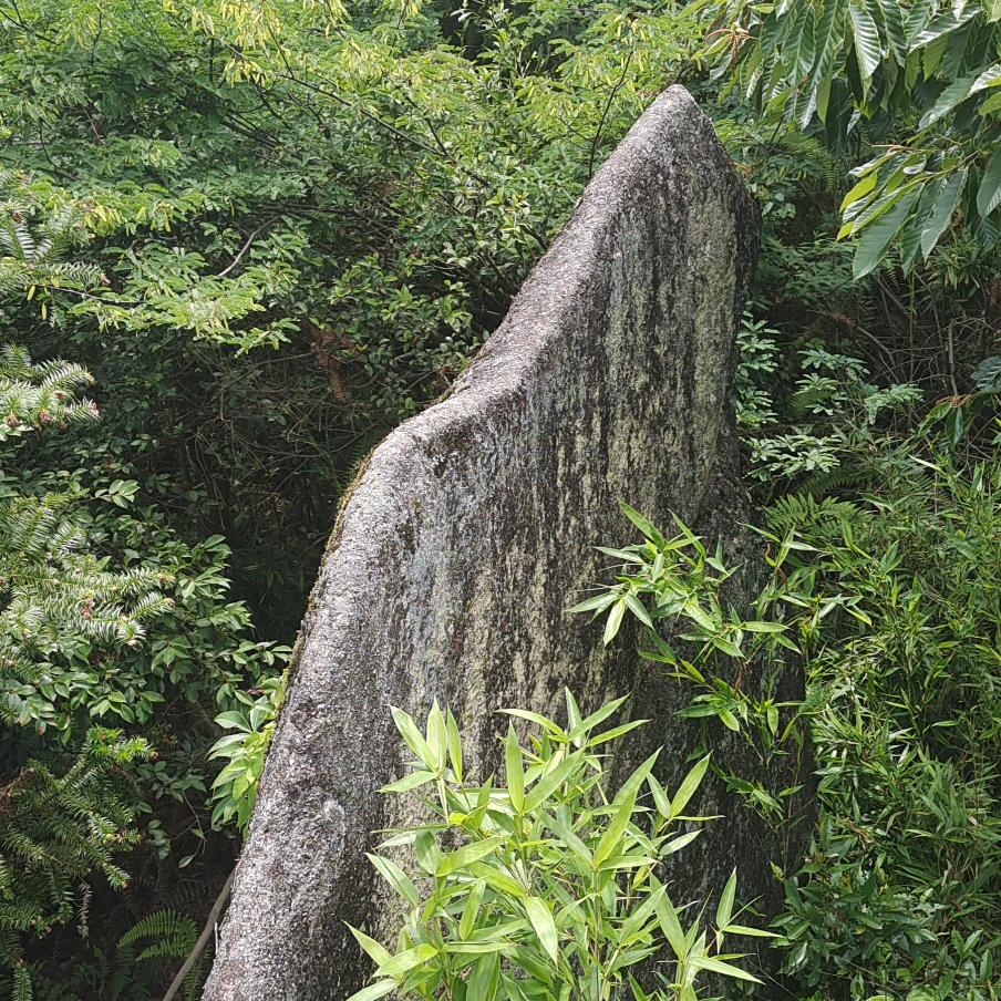 阿豪哥