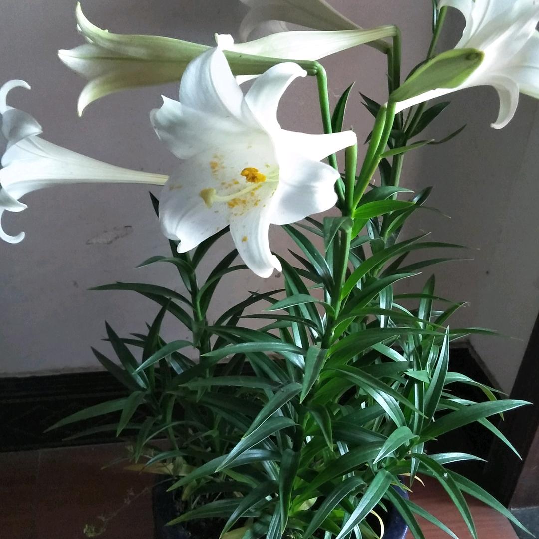 玲静