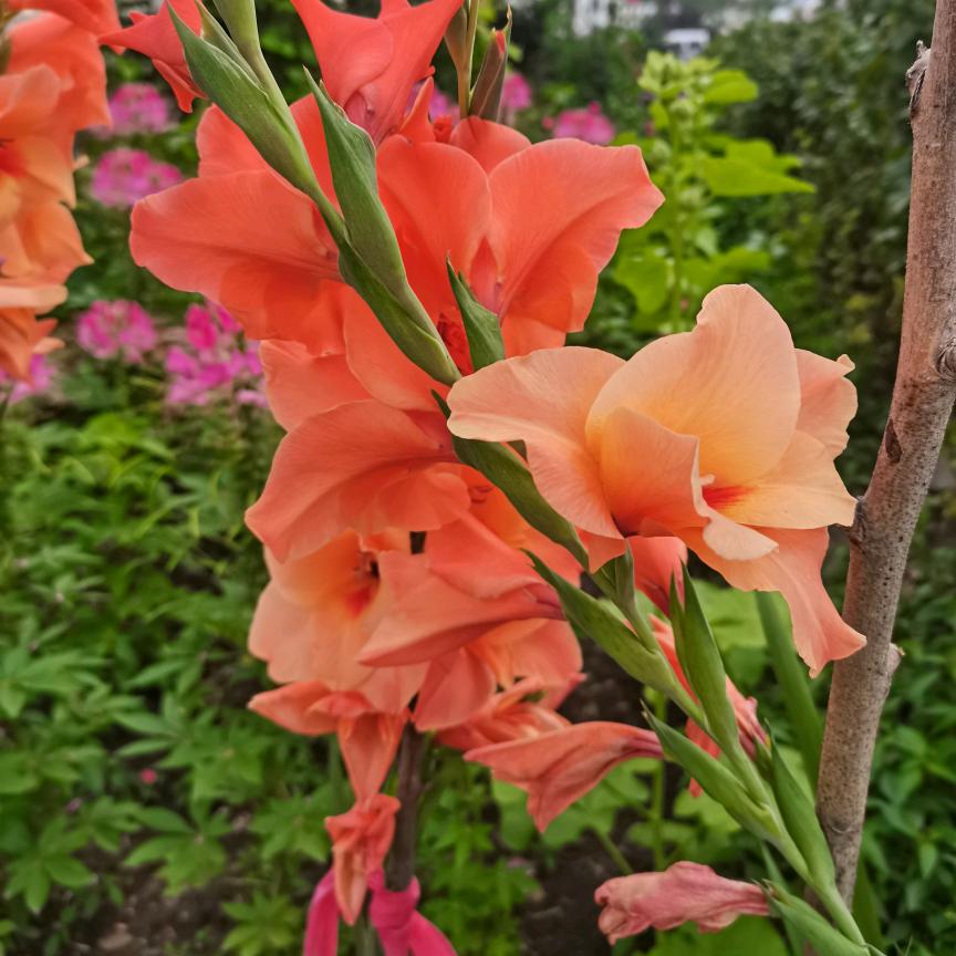 静涵
