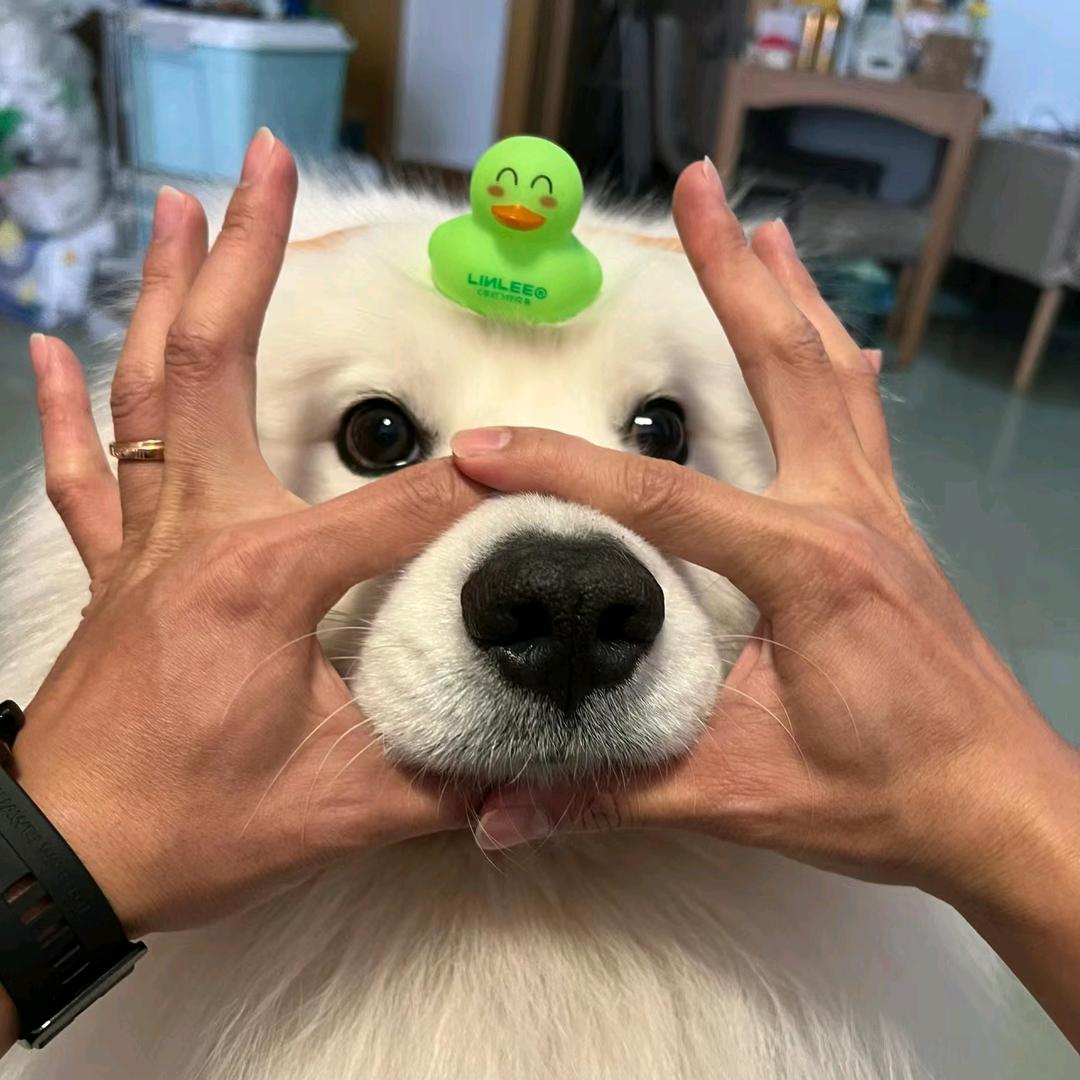 呆弟