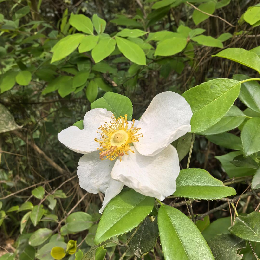 龙哥花妹赶山货