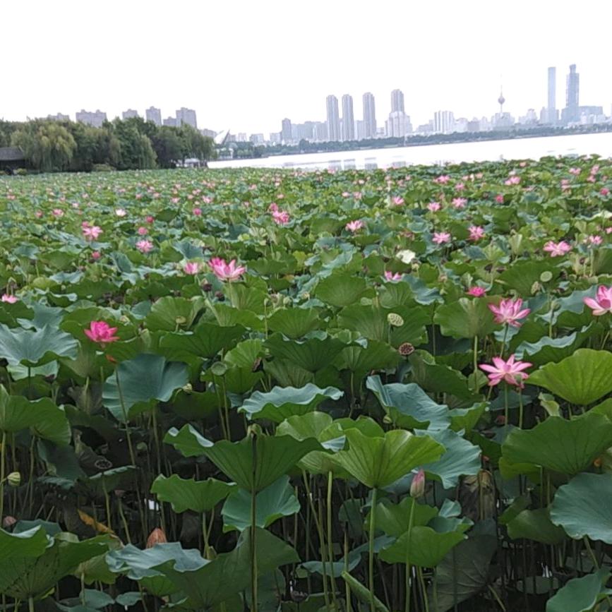 酸菜鱼586