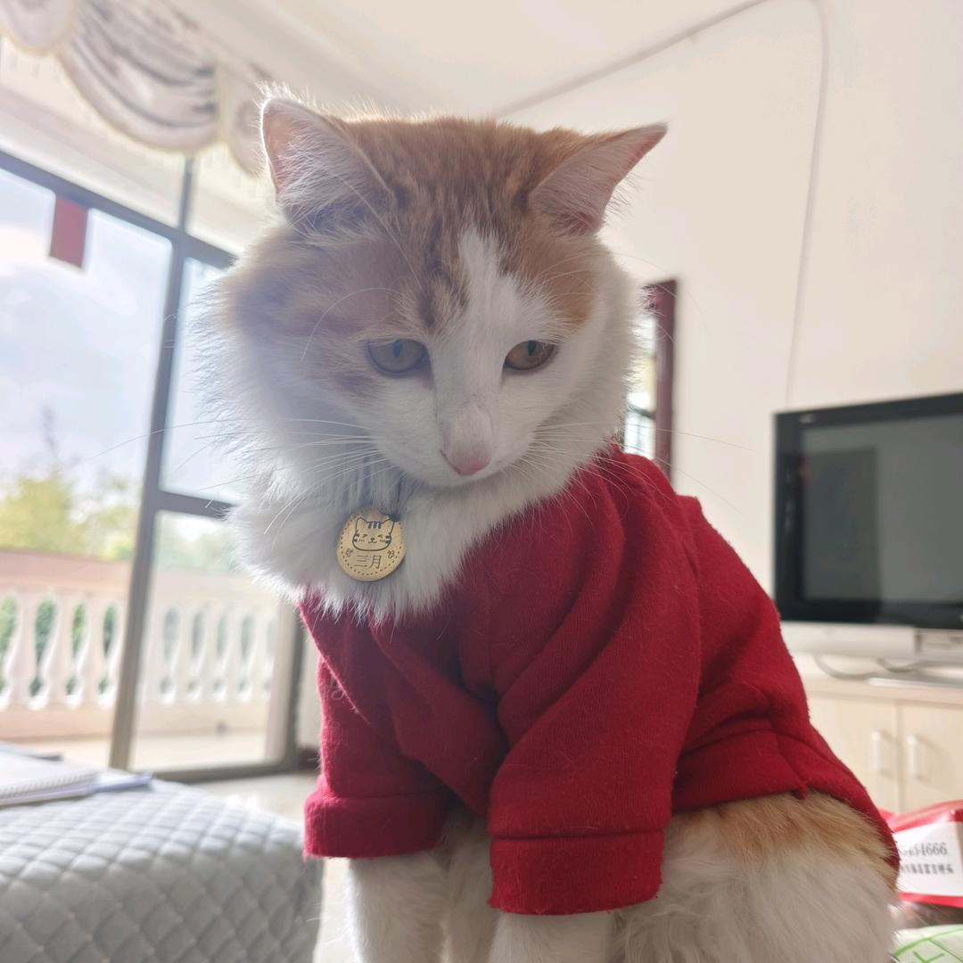 三月是只猫