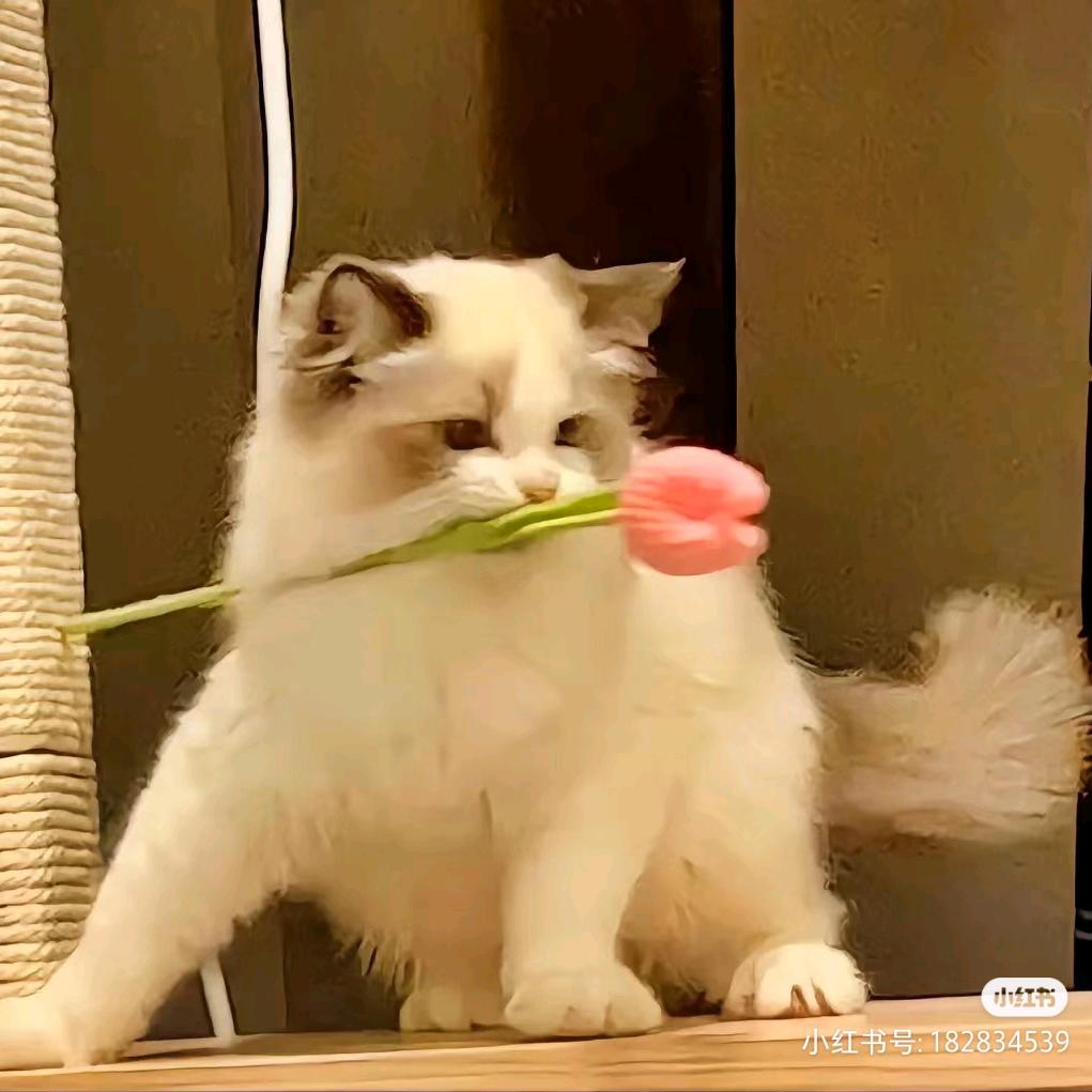 凌晨一点的猫🍂