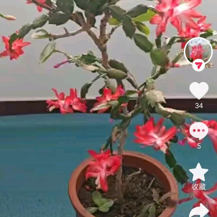 星星