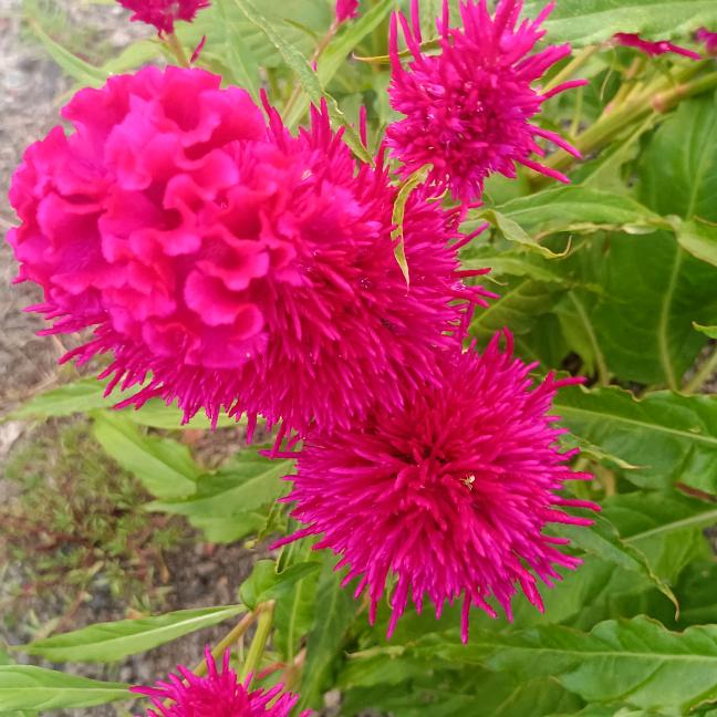 爱唱歌的七零后