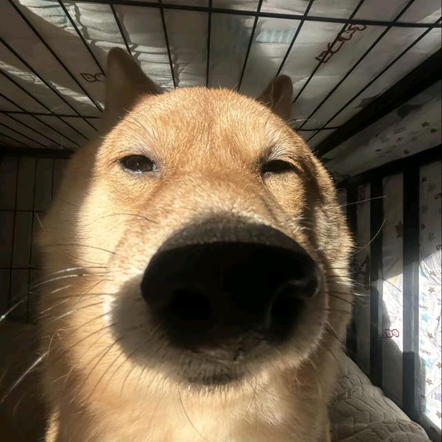 Zzh