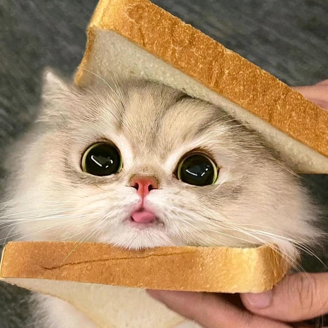温煦萌宠猫舍