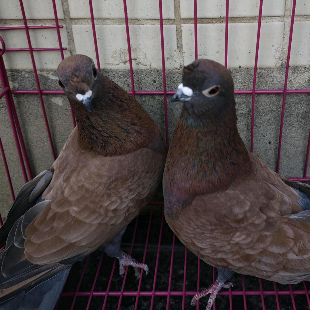 眉山高飞鸽