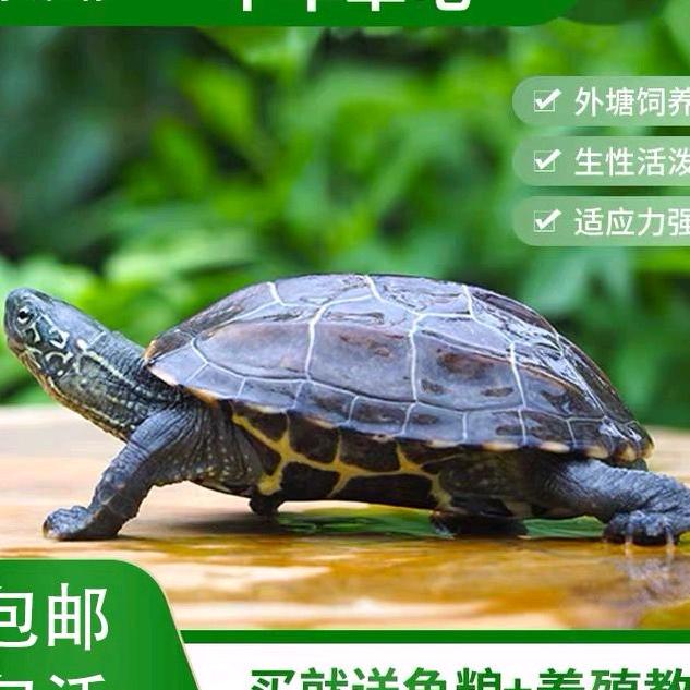 霖烨龟龟