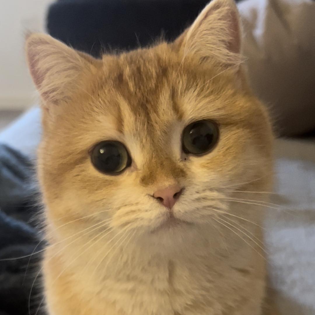 殳㛃