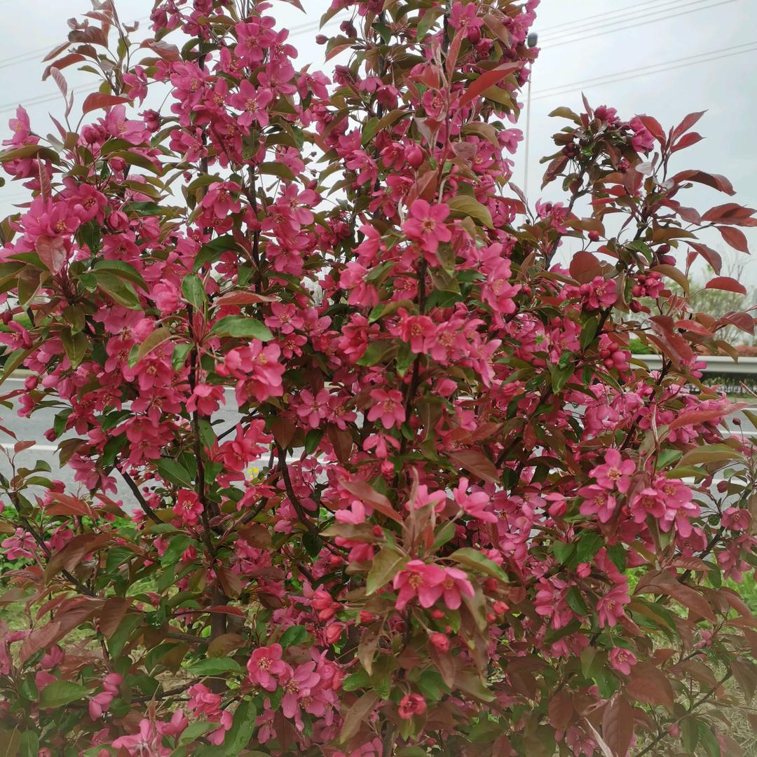 云云《请勿连赞》