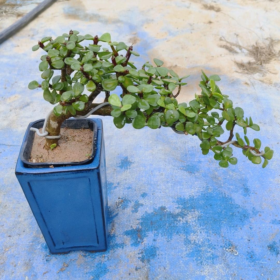闽闽花卉优品