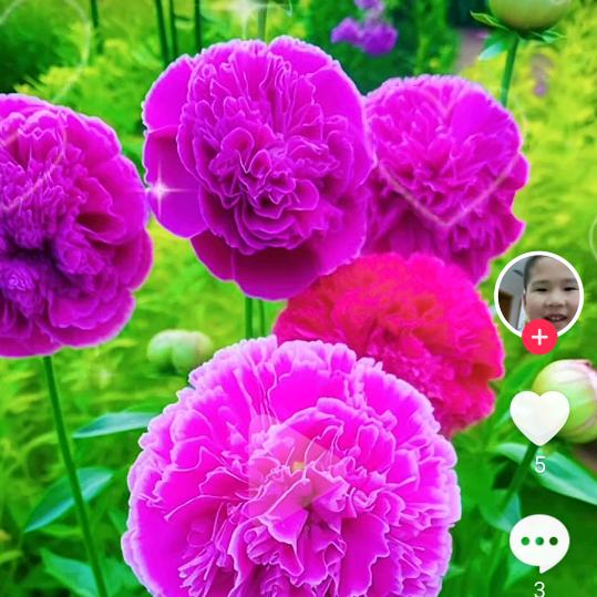 橙子奶奶