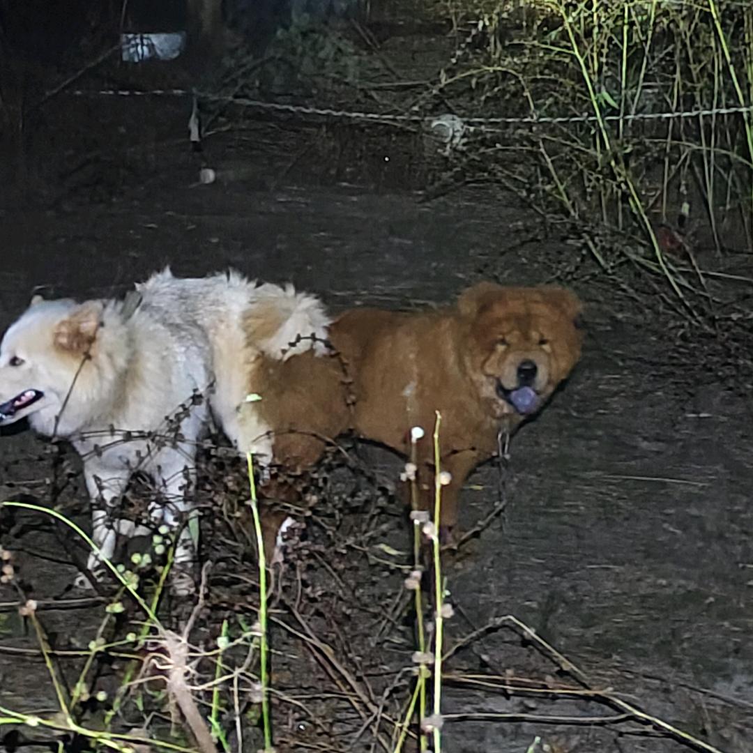 顺峰田园犬养殖-峰哥