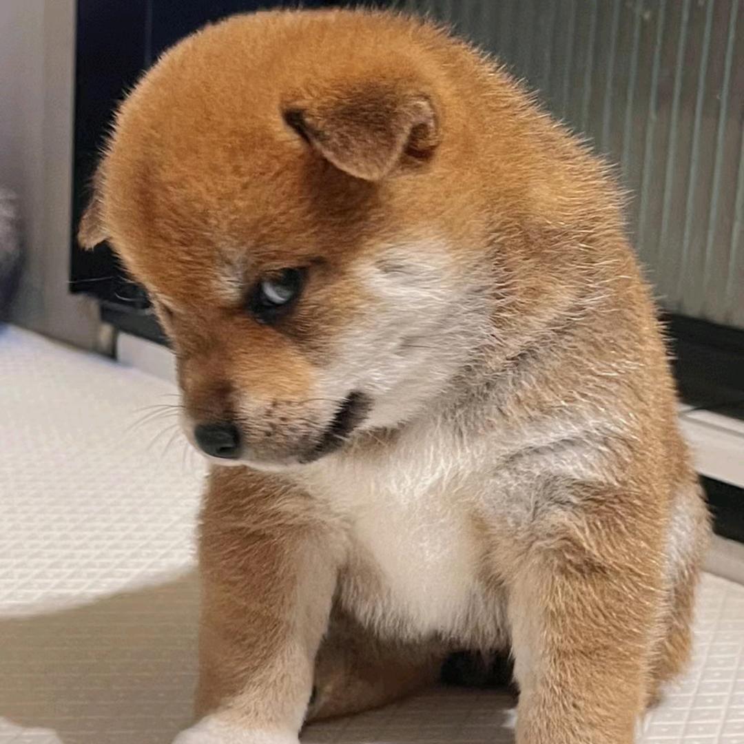 小浣熊
