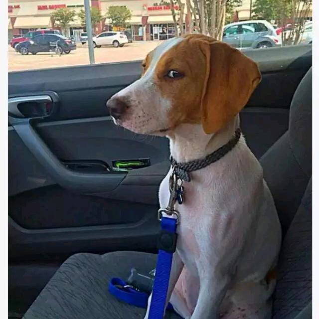 拖把是条狗🐶