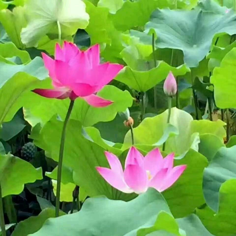 荷花开的很美