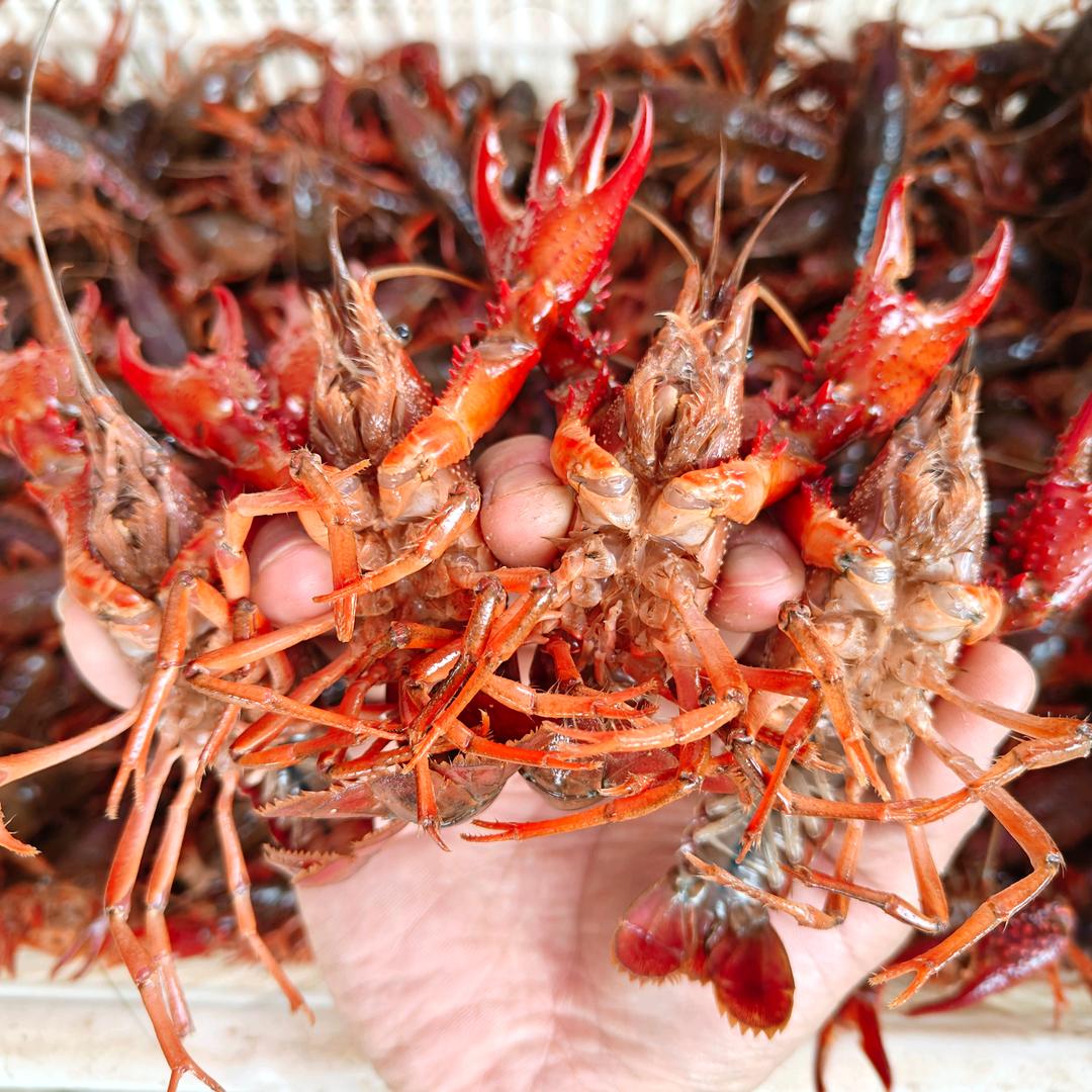 龙虾兄弟（阿秀）