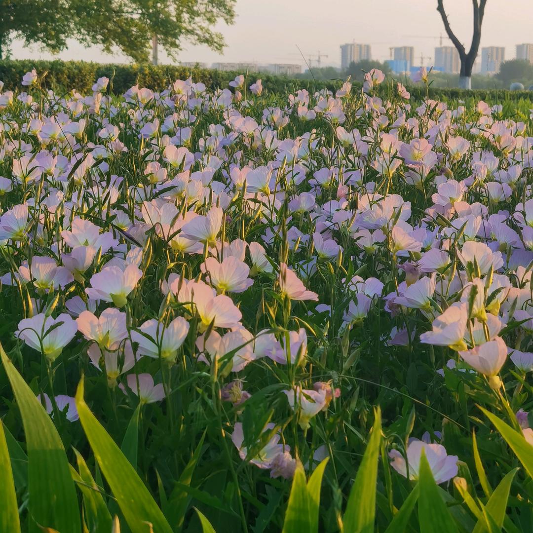 @金星