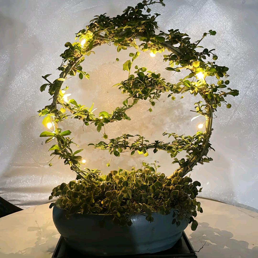 花卉研究所