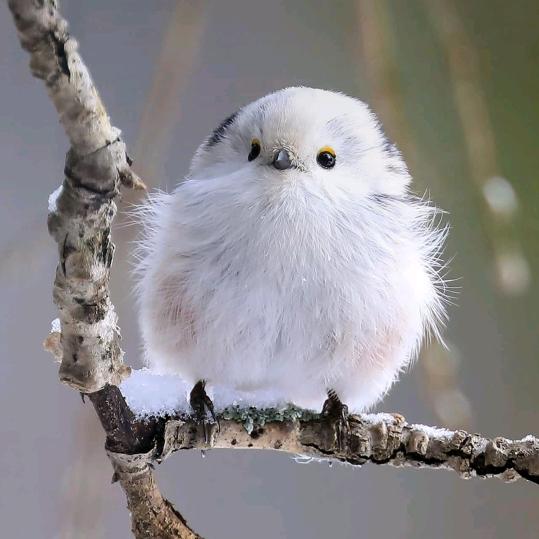 冰雪小草