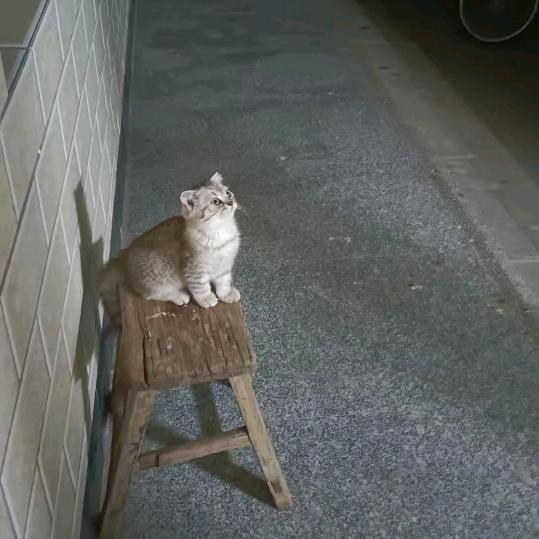 素素