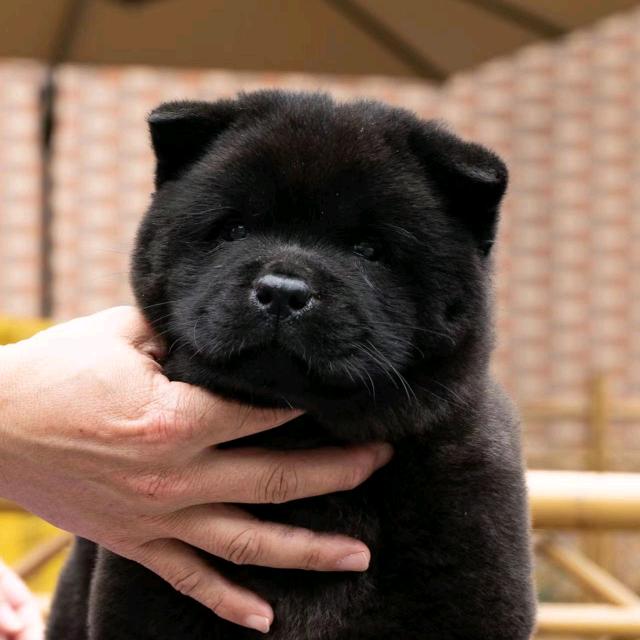 广西玉林十弟。养狗自繁自养