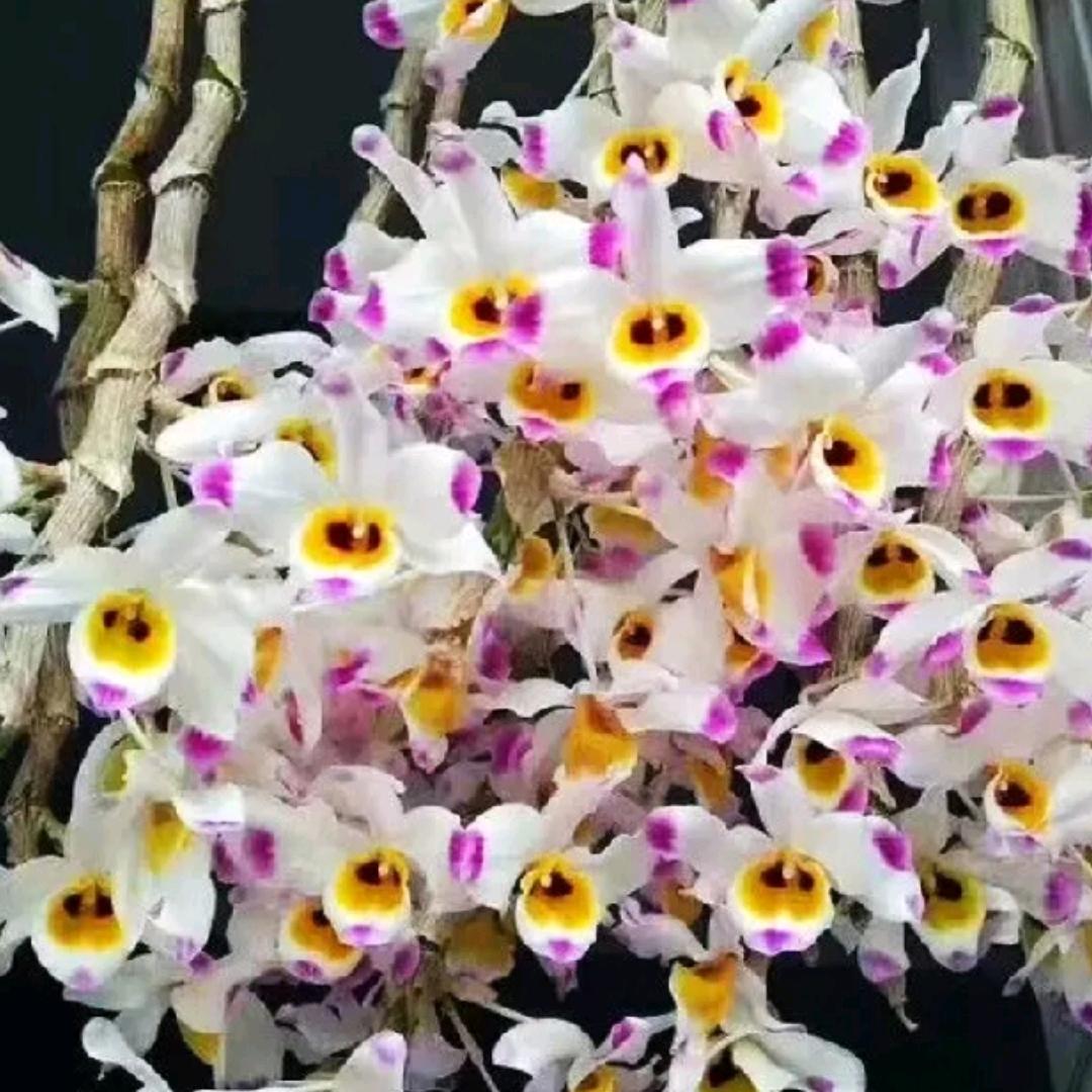 欣隆花卉