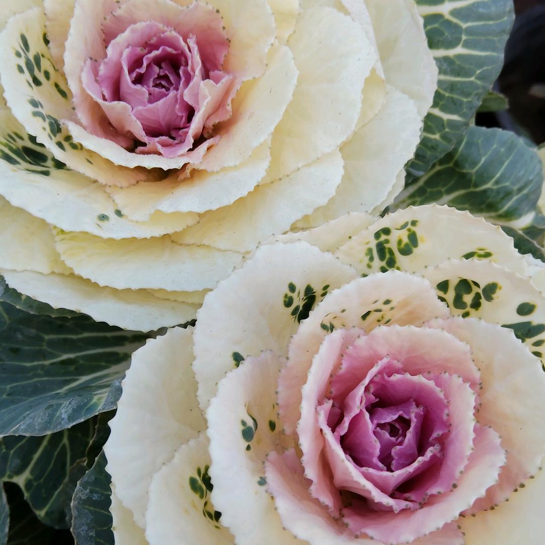花花世界!