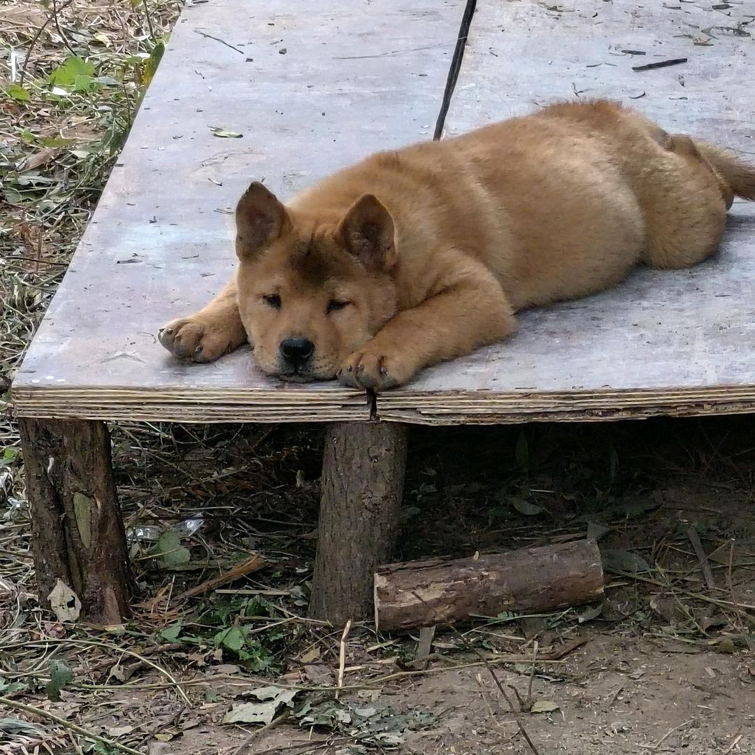 波波