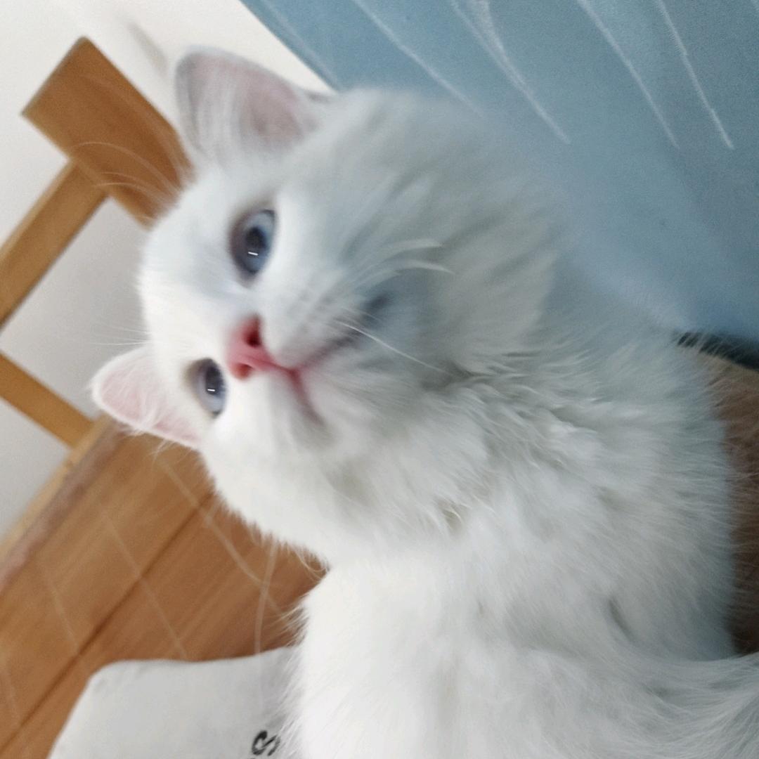 我是猫