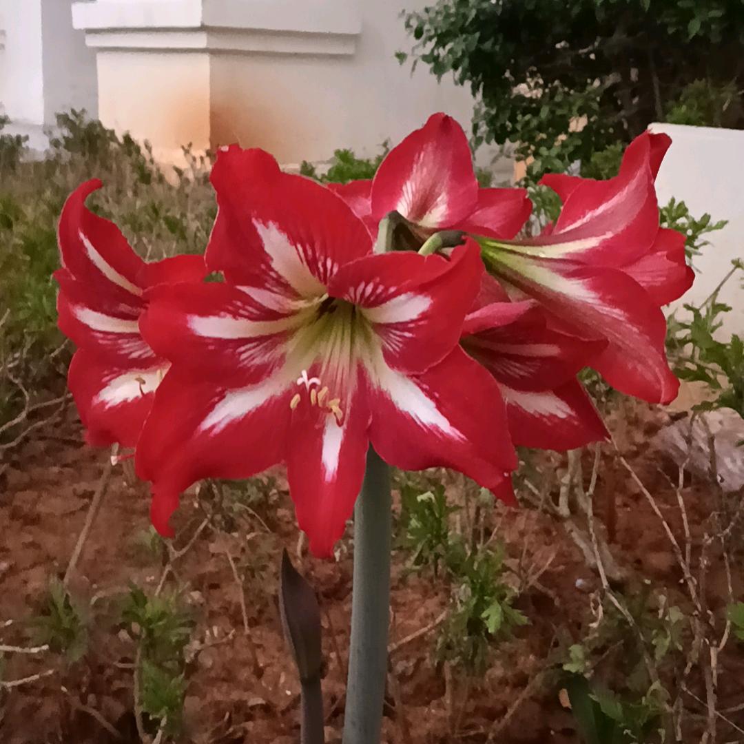专业瓷砖美缝，花