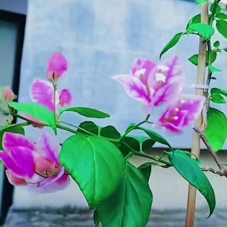 云飞扬