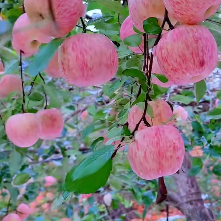 ꧔ꦿ᭄开心💞快乐᭄࿐
