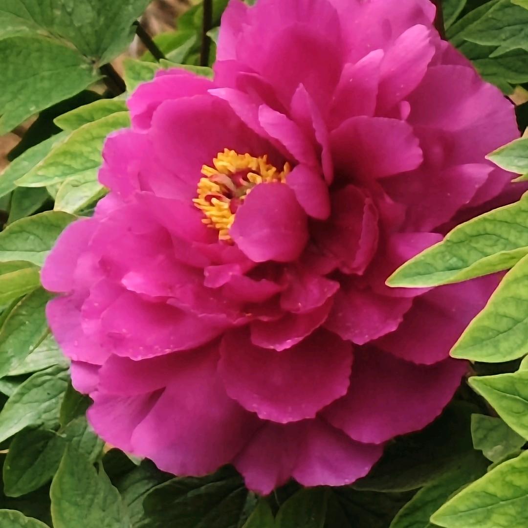 德斐梵纯可可手工巧克力