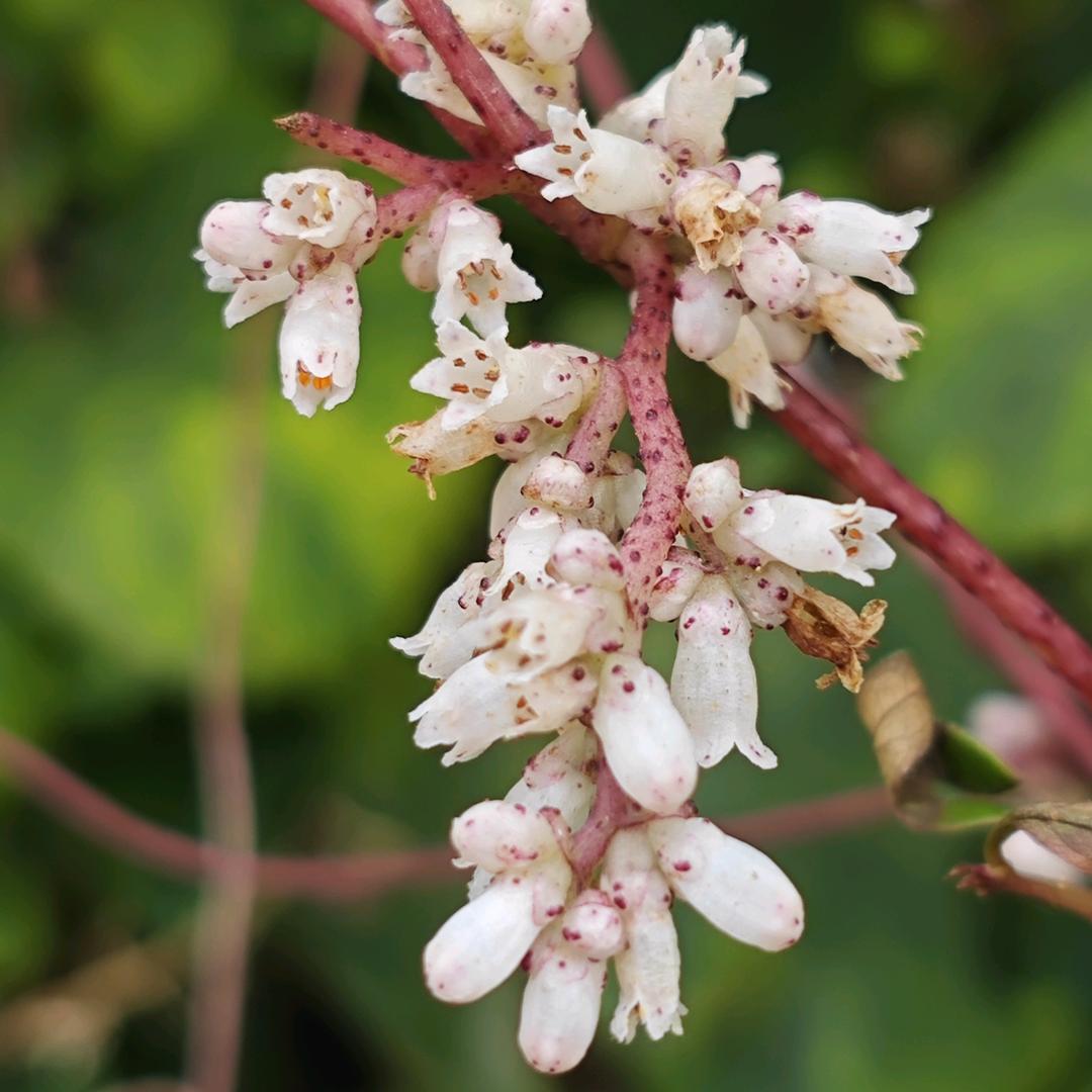 (⁎⚈᷀᷁ᴗ⚈᷀᷁⁎)