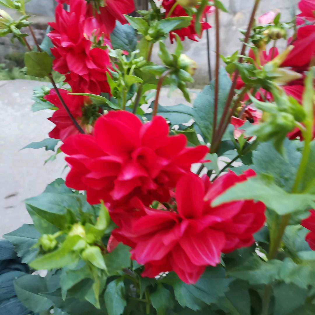 爱娱乐的虎女！祁姐