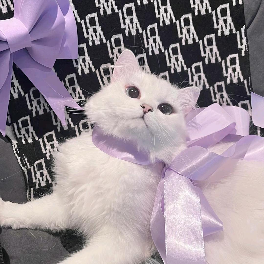 十尾猫_追星快乐版