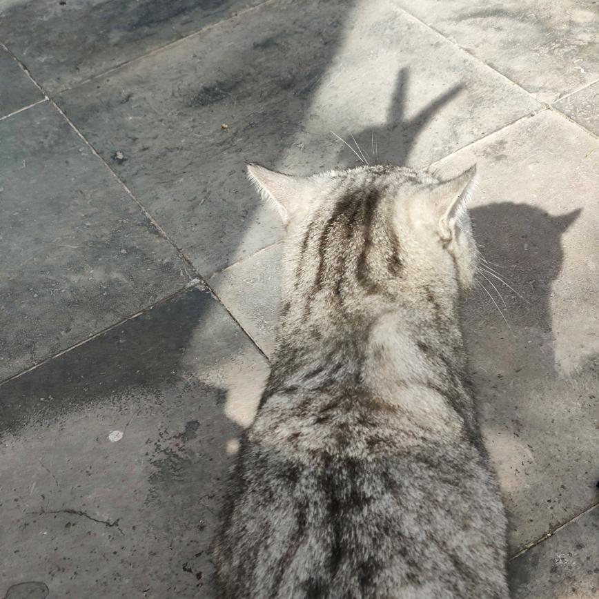 养玫瑰花的小王子